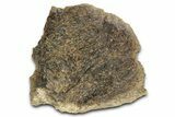 Fossil Tyrannosaur (T rex) Bone Section - Wyoming #382664-1